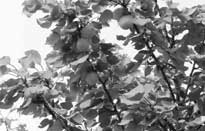 illusztr�ci�